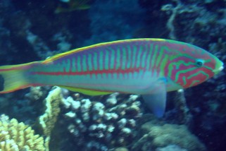 Thalassoma rueppellii - Rotmeer-Junker (Klunzingers Lippfisch, Rüppells Junker, Klunzingers Junker)